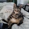 figaro777777